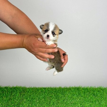 Pembroke Welsh Corgi