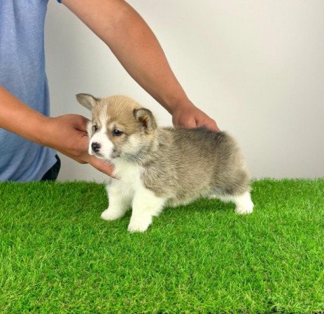 Pembroke Welsh Corgi