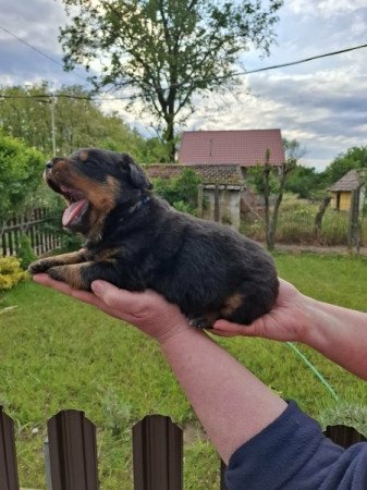 Rottweiler