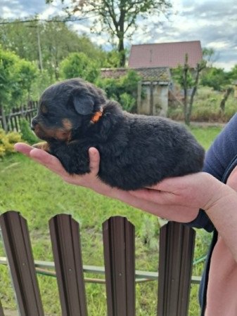 Rottweiler
