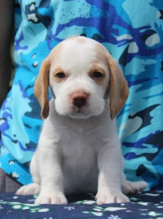 beagle