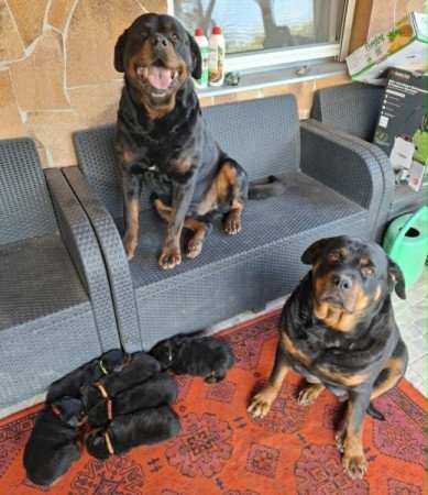 Rottweiler