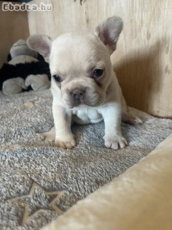 szép francia bulldog kölykök eladásra készen pp