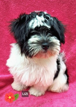 Bichon havanese