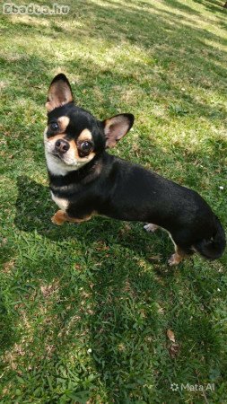 Tündéri 1 éves kan kis csivi keresi az álom gazdit