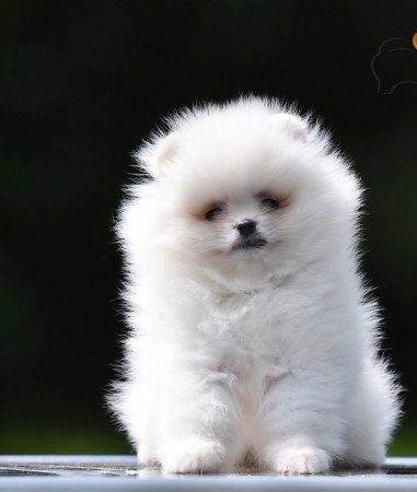 Pomerániai Boo – gyönyörű kölykök