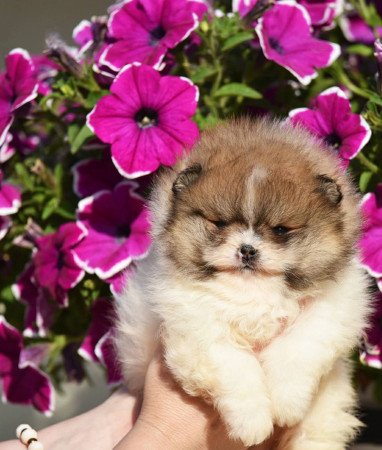 Pomerániai Boo – gyönyörű kölykök