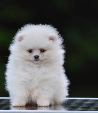 Pomerániai Boo – gyönyörű kölykök