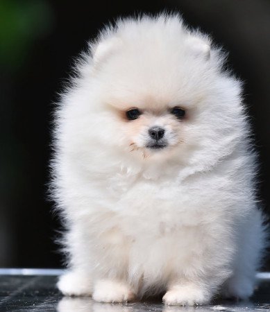 Pomerániai Boo – gyönyörű kölykök