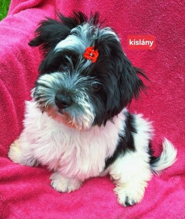 Bichon havanese