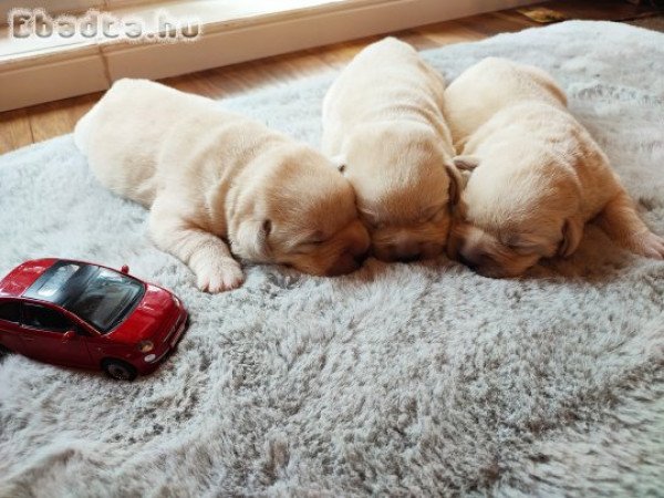 Labradorjainktól kiskutyák elérhetőek