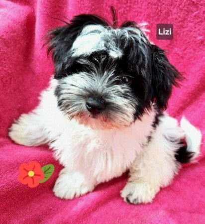 Bichon havanese