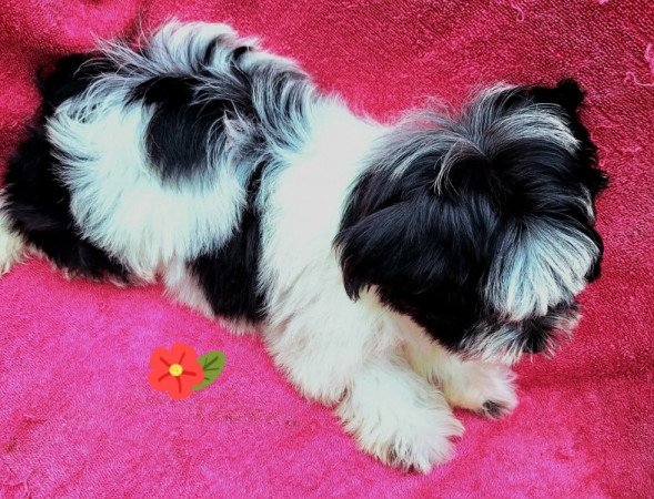 Bichon havanese