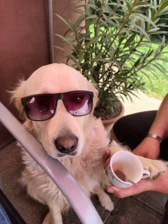 Golden Retriever