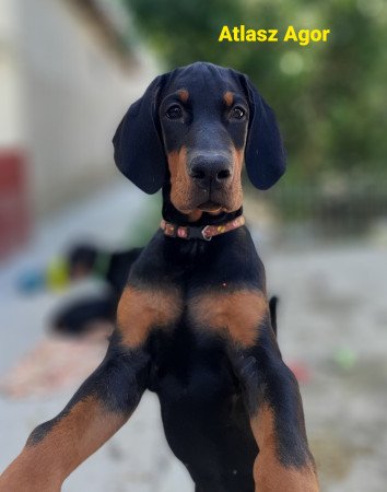 Dobermann kiskutya