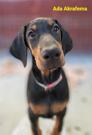 Dobermann kiskutya