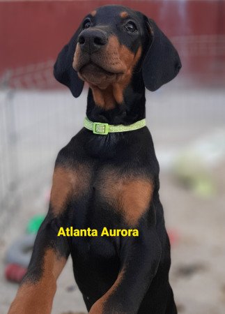 Dobermann kiskutya