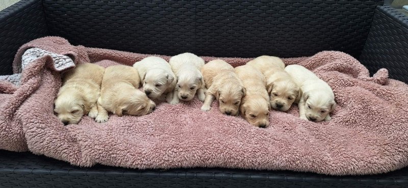 Golden Retriever