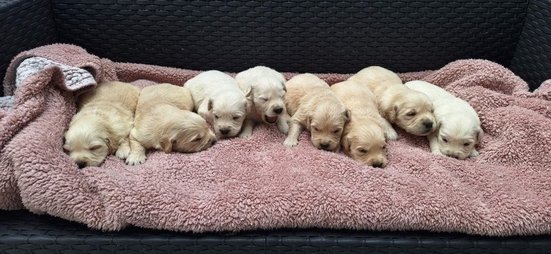 Golden Retriever