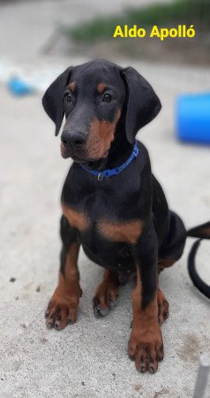 Dobermann kiskutya