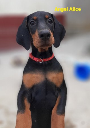 Dobermann kiskutya