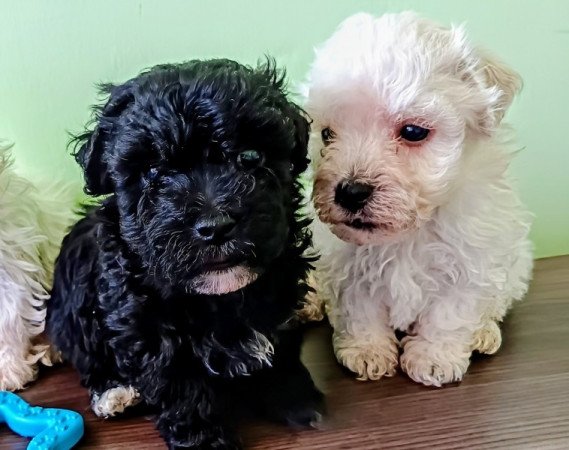 Bichon havanese