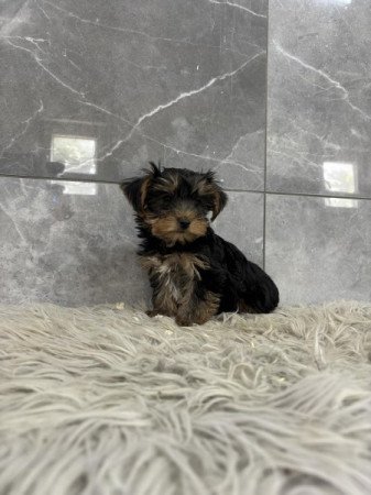 Yorkshire terrier