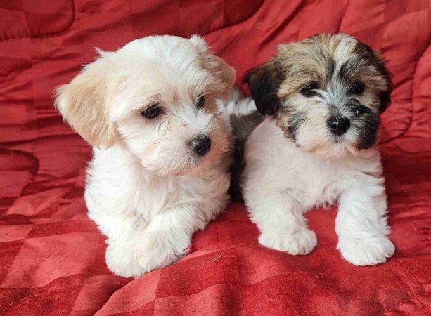 Bichon havanese