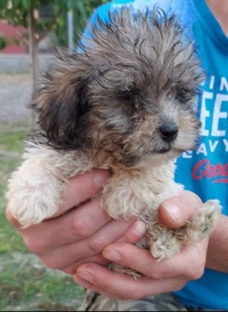 Bichon havanese