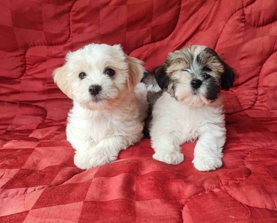 Bichon havanese