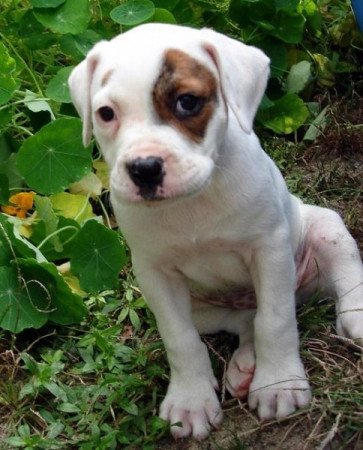 amerikai bulldog