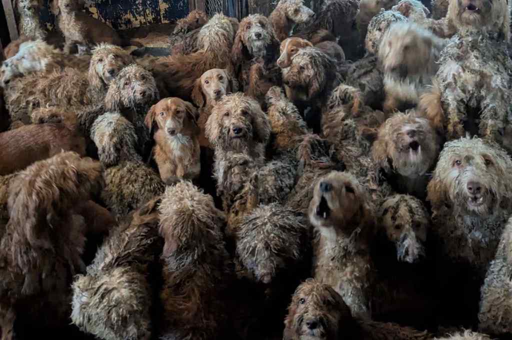 250 kutyát tartottak egyetlen szobában