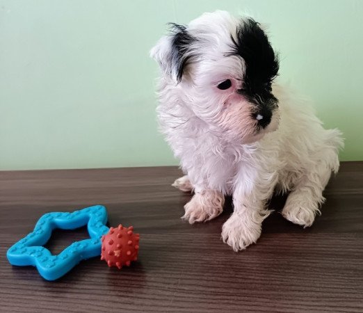 Bichon havanese