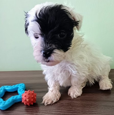 Bichon havanese