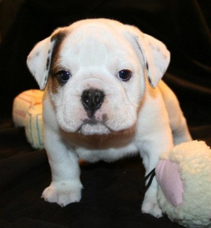 Angol bulldog