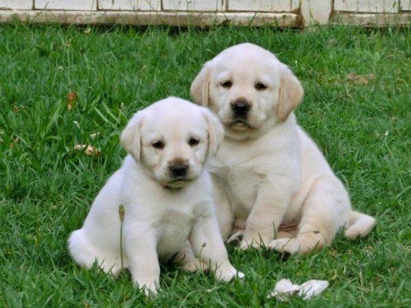 labrador retriever