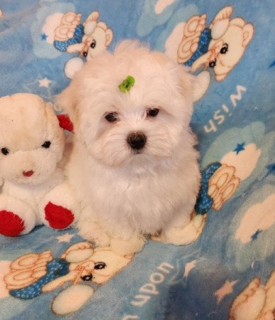 Bichon Havanese