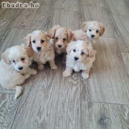 Maltipoo kiskutyák