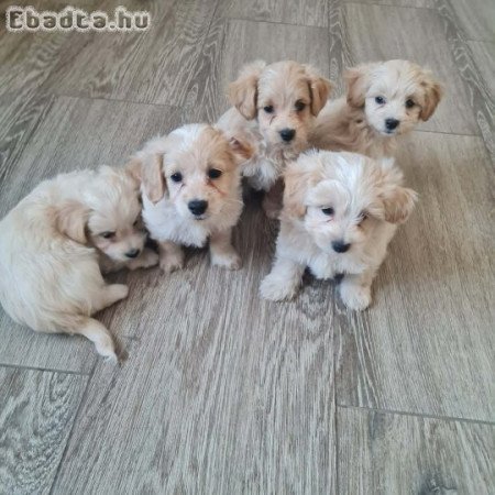 Maltipoo kiskutyák
