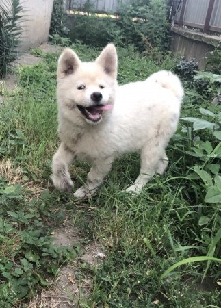 Japán akita inu