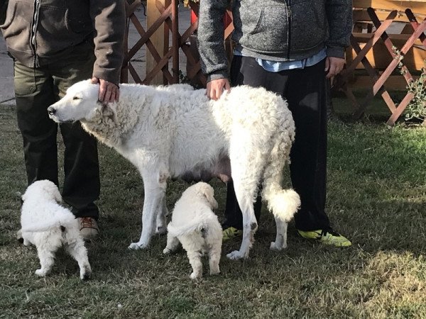 Kuvasz