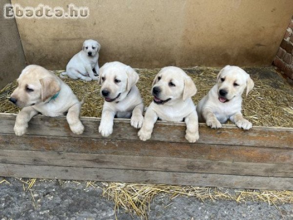 Fajta tiszta labrador kiskutyak eladok