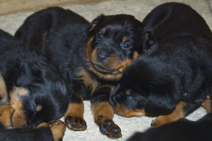 Rottweiler