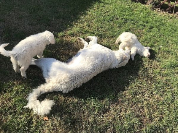 Kuvasz