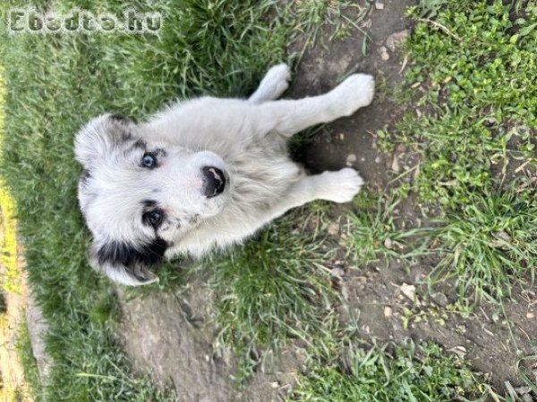Border Collie kiskutyák