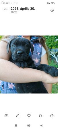 Cane corso kiskutyák  eladók