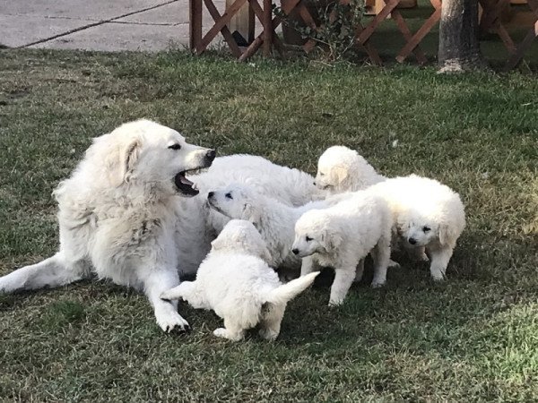 Kuvasz