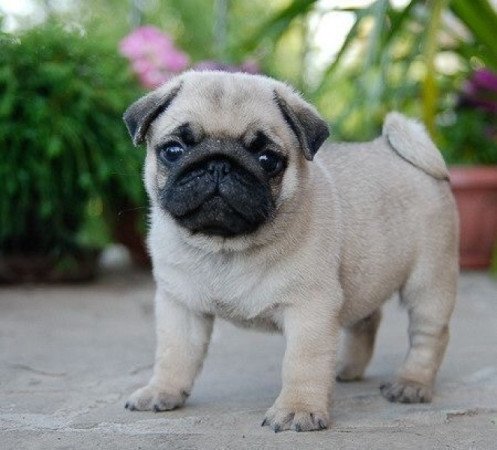 mopsz