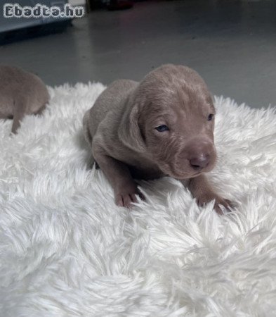 Weimari vizsla kiskutyák
