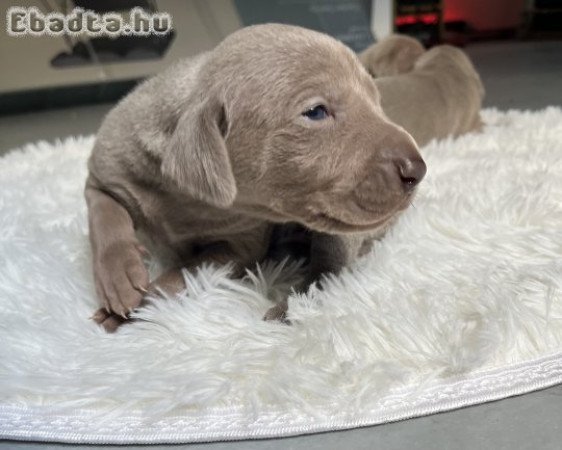 Weimari vizsla kiskutya